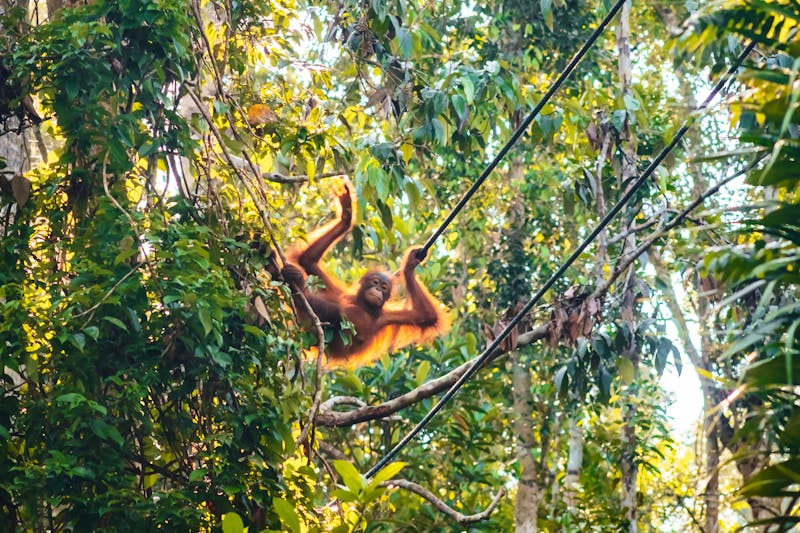 Borneo-Orang-Utan im Semenggoh-Rehabilitationszentrum, Sarawak, Borneo - ©sabino.parente - stock.adobe.com