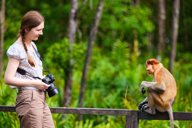 Touristin fotografiert Langnasenaffen auf Borneo, Malaysia - ©BlueOrange Studio - stock.adobe.