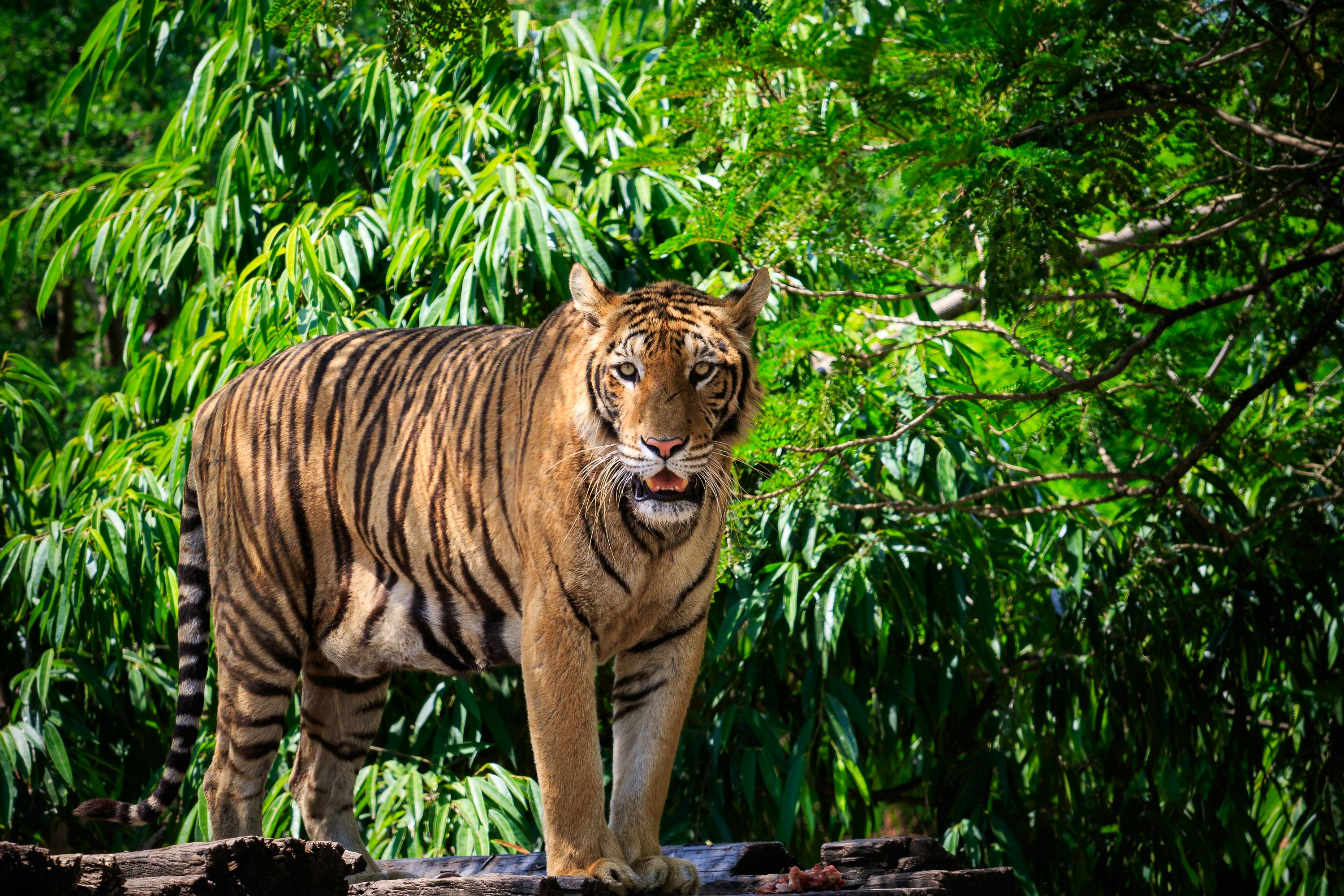 Bengalischer Tiger in Bangladesch&nbsp;&ndash;&nbsp;&copy;&nbsp;suriya silsaksom khunaspix@yahoo.co.th