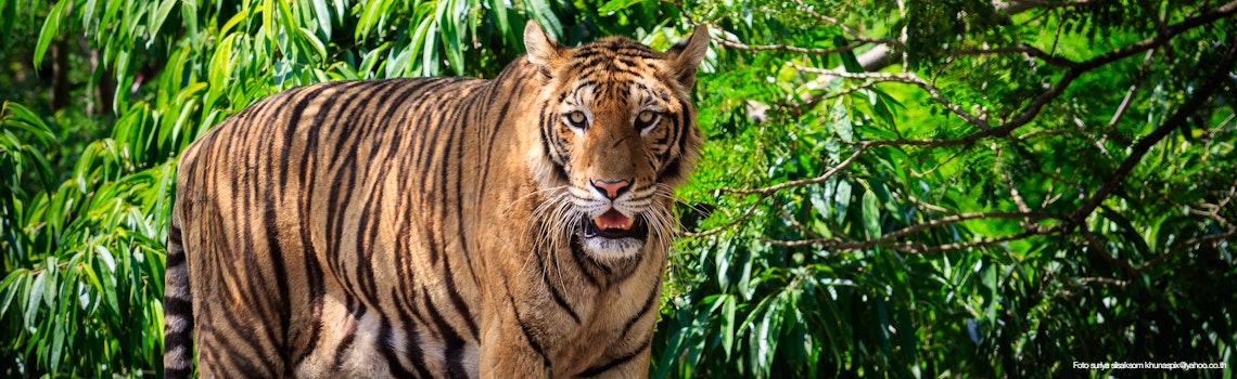 Bengalischer Tiger in Bangladesch – © suriya silsaksom khunaspix@yahoo.co.th
