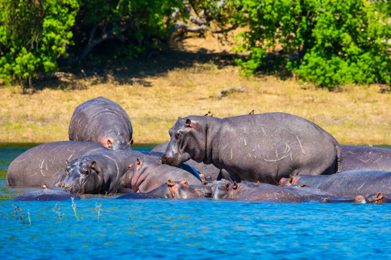 Hippos National Park  Botswana - ©Kushnirov Avraham - Fotolia