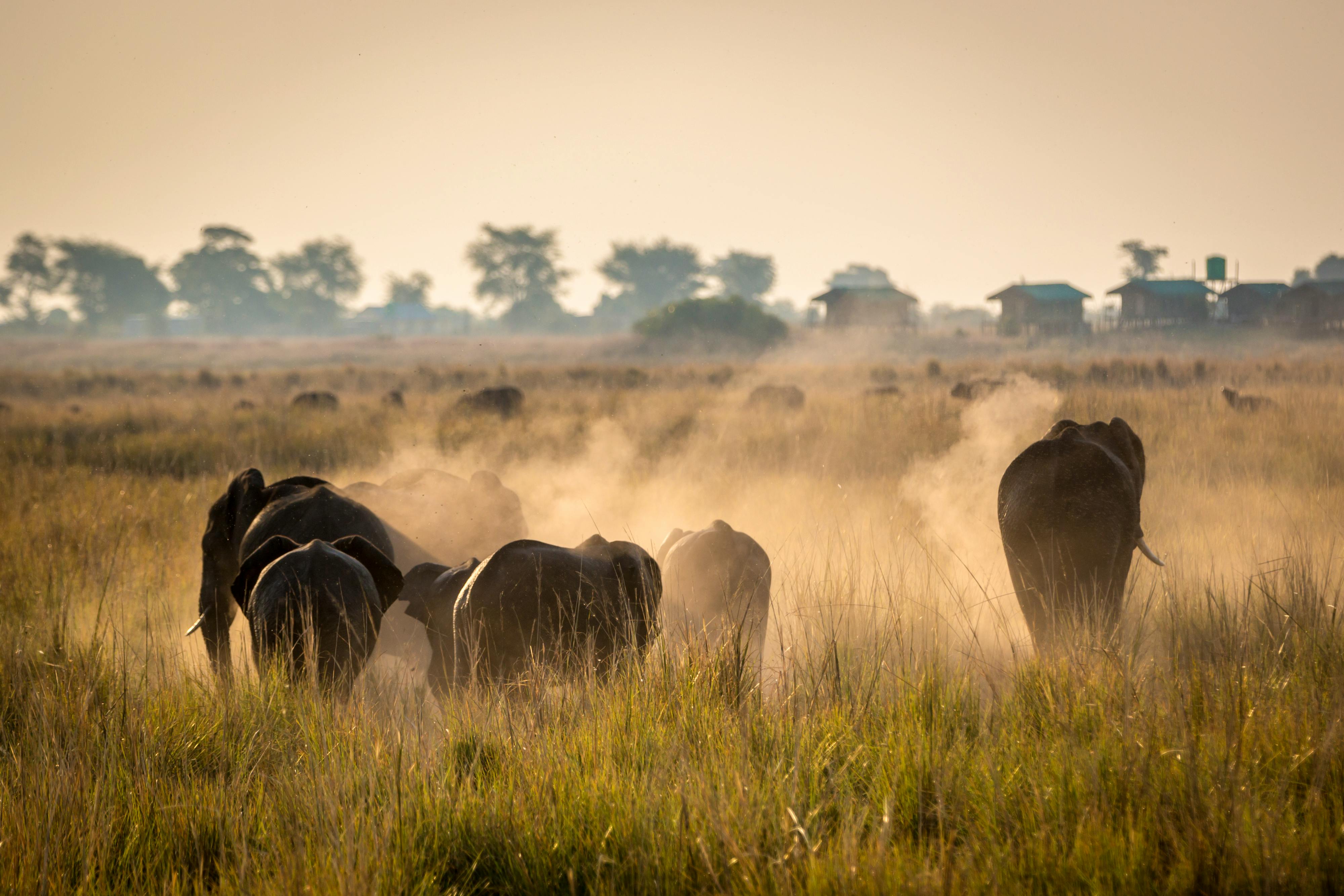 Beautiful wildlife at Chobe National Park, Botswana &copy; LMspencer - Fotolia