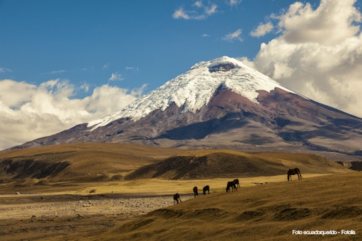 Cotopaxi volcano and wild horses – © ecuadorquerido - Fotolia