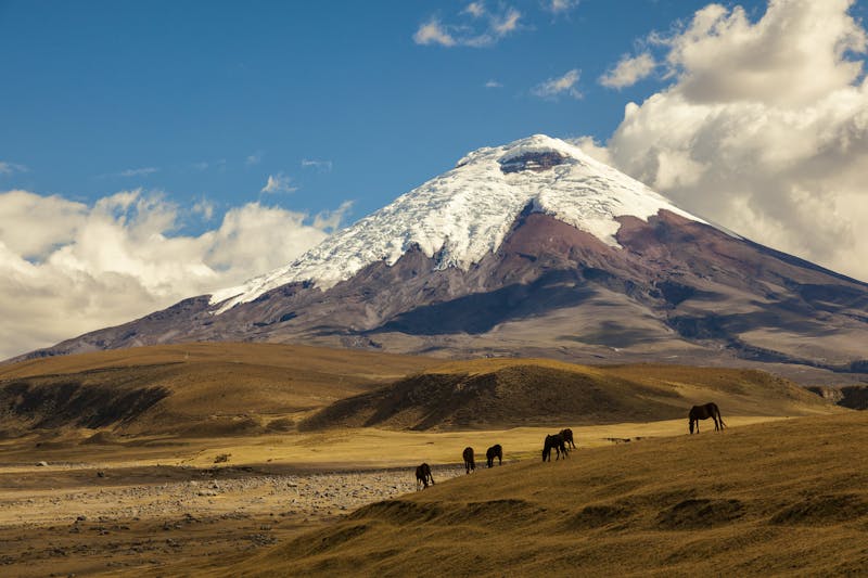 Cotopaxi volcano and wild horses - ©ecuadorquerido - Fotolia