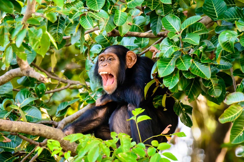 Chimp having a good laugh - ©jtplatt - Fotolia