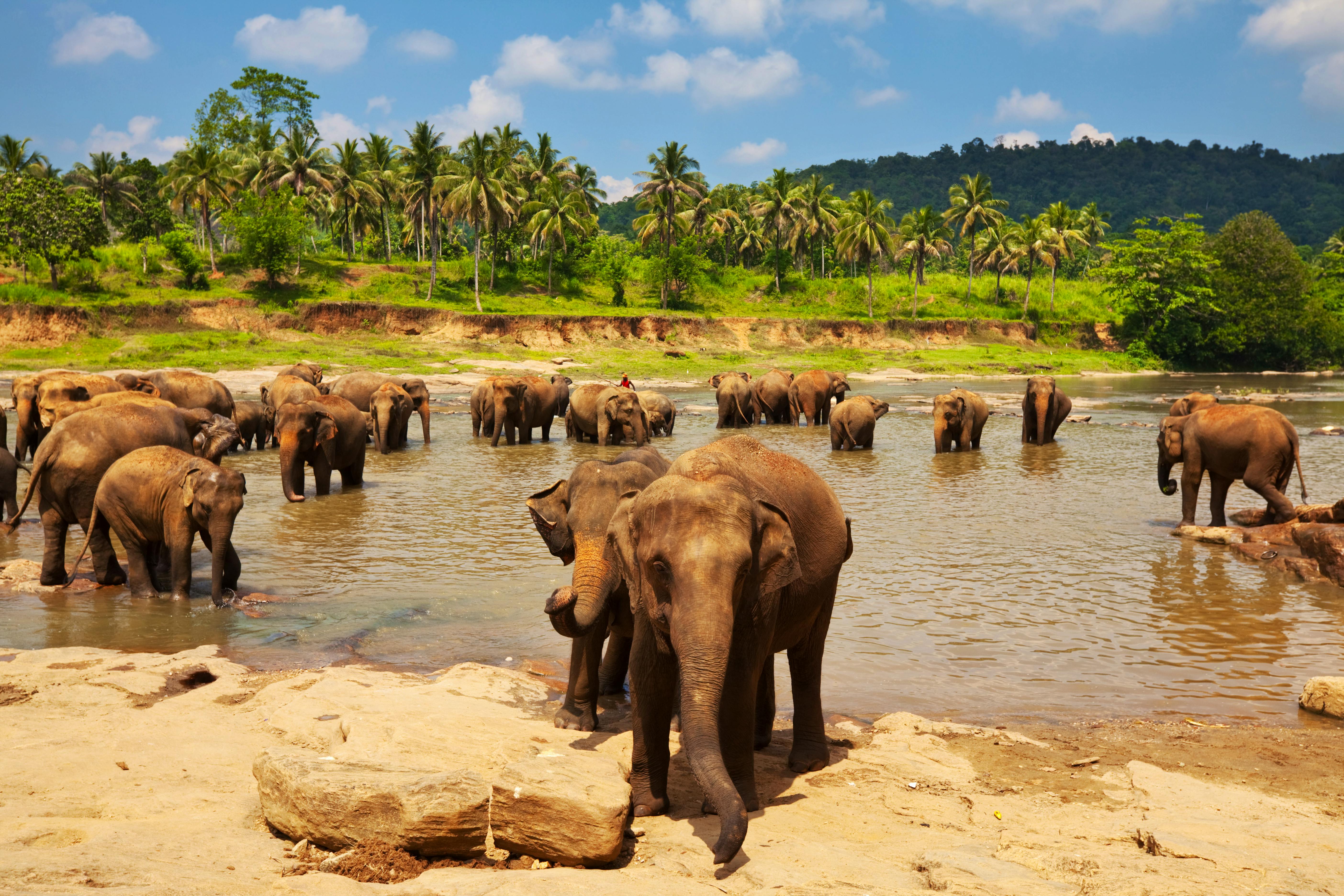 Elephant  on Sri Lanka &copy; Galyna Andrushko - Fotolia