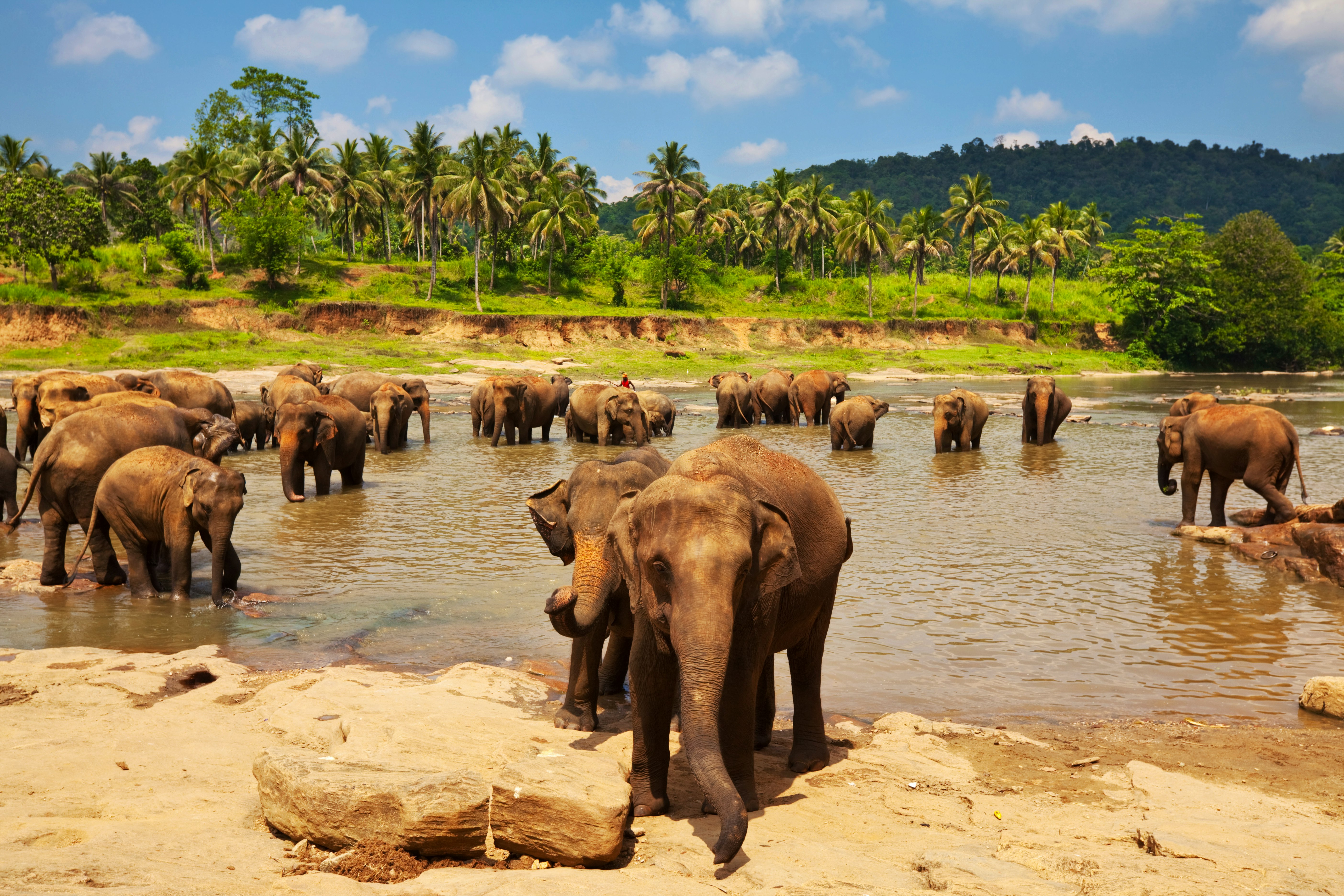 Elephant  on Sri Lanka – © Galyna Andrushko - Fotolia