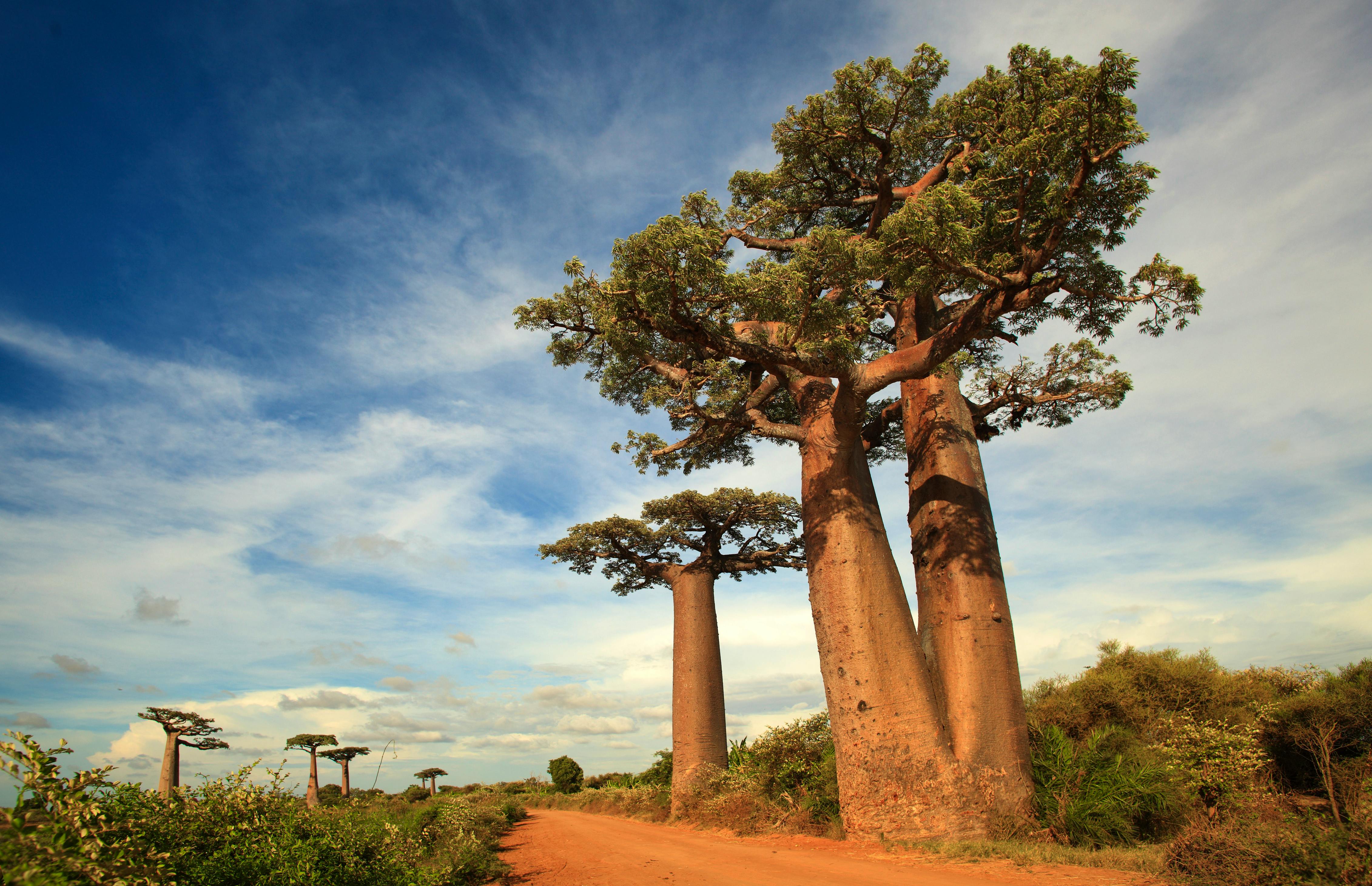 allee des baobabs - alley of baobabs, madagascar &copy; P. Randriamanampisoa - Fotolia