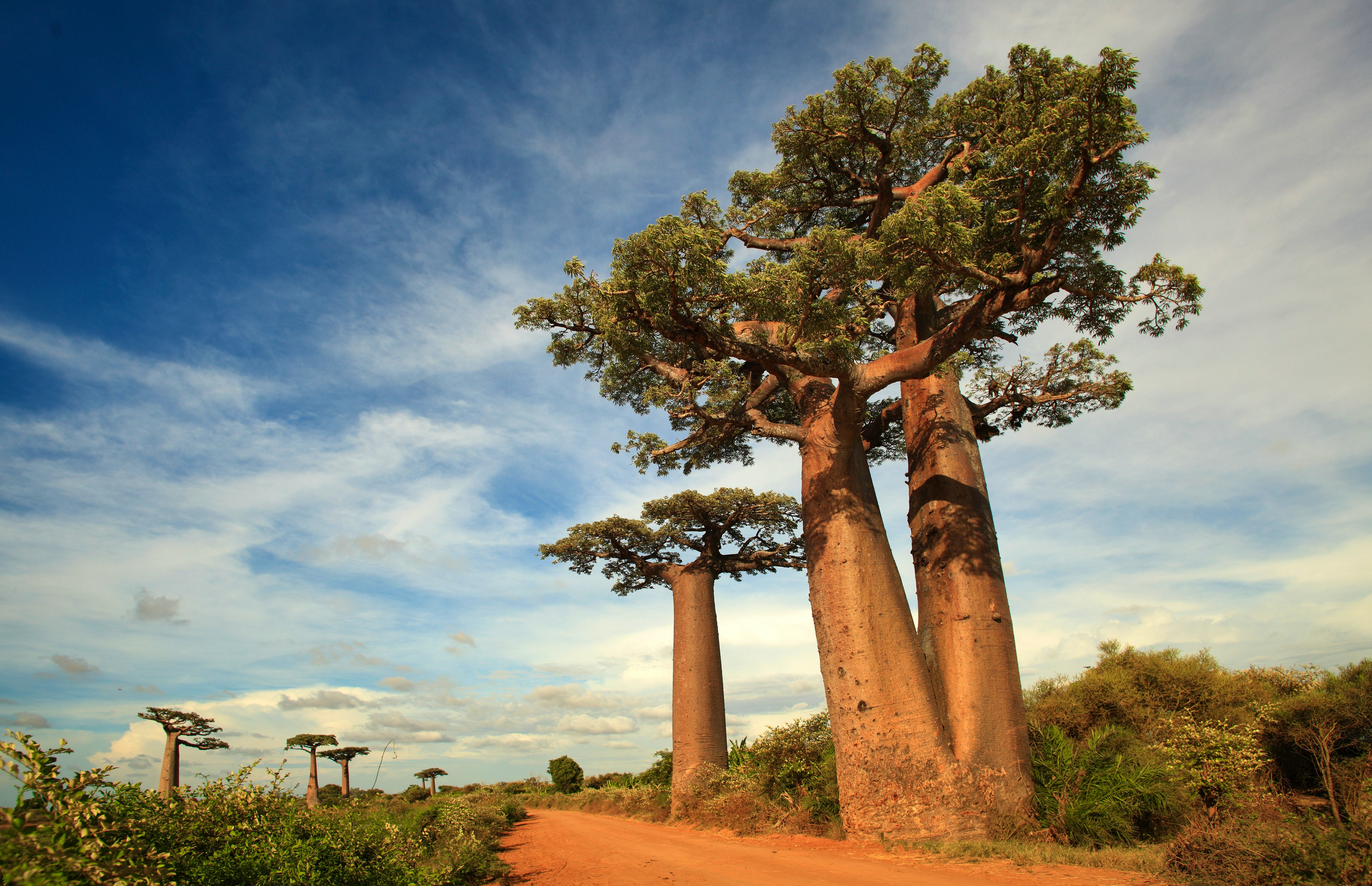 allee des baobabs - alley of baobabs, madagascar – © P. Randriamanampisoa - Fotolia