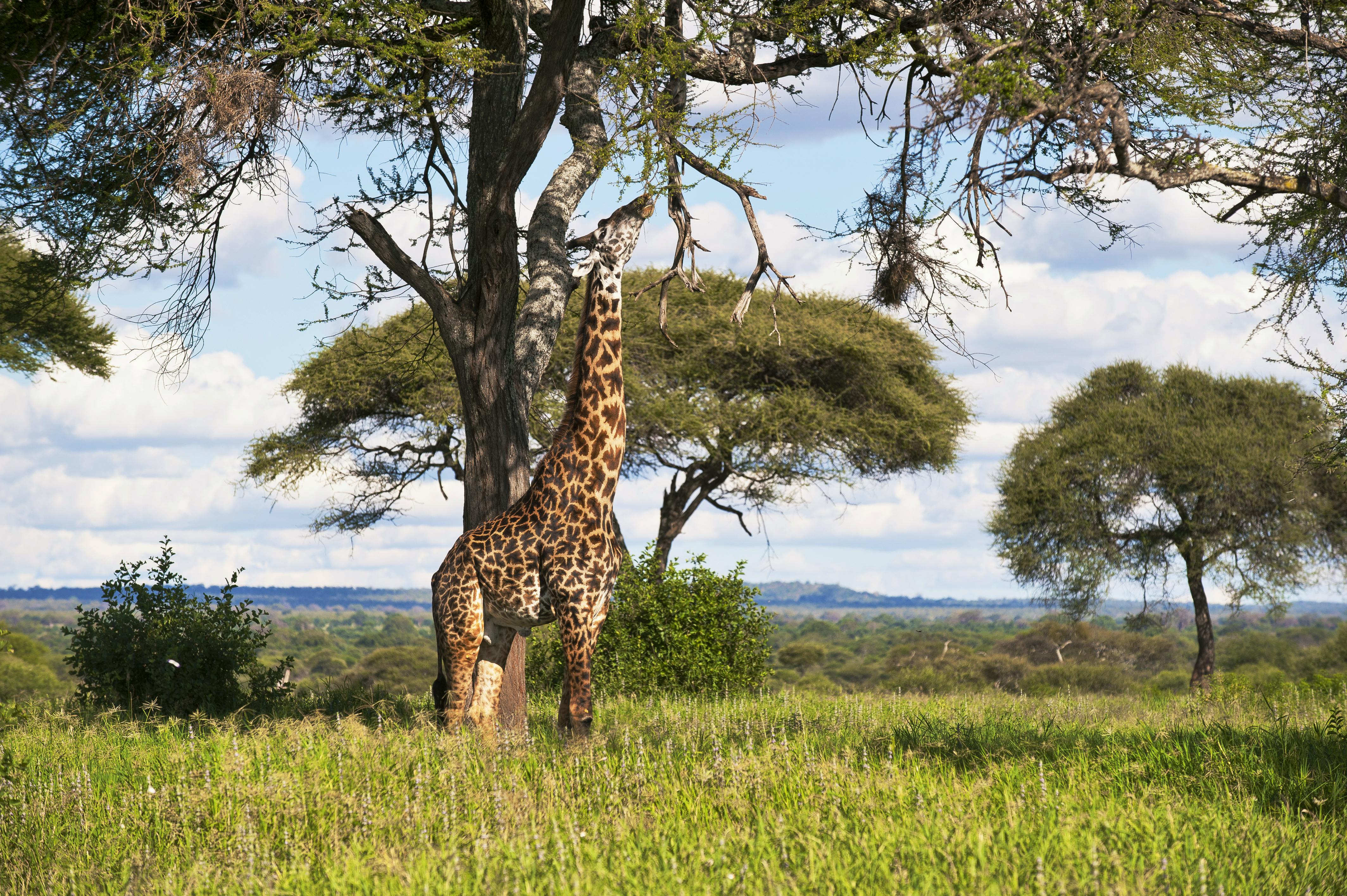 Giraffe&nbsp;&ndash;&nbsp;&copy;&nbsp;Xaver Klaussner - Fotolia