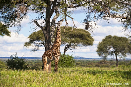 Giraffe – © Xaver Klaussner - Fotolia