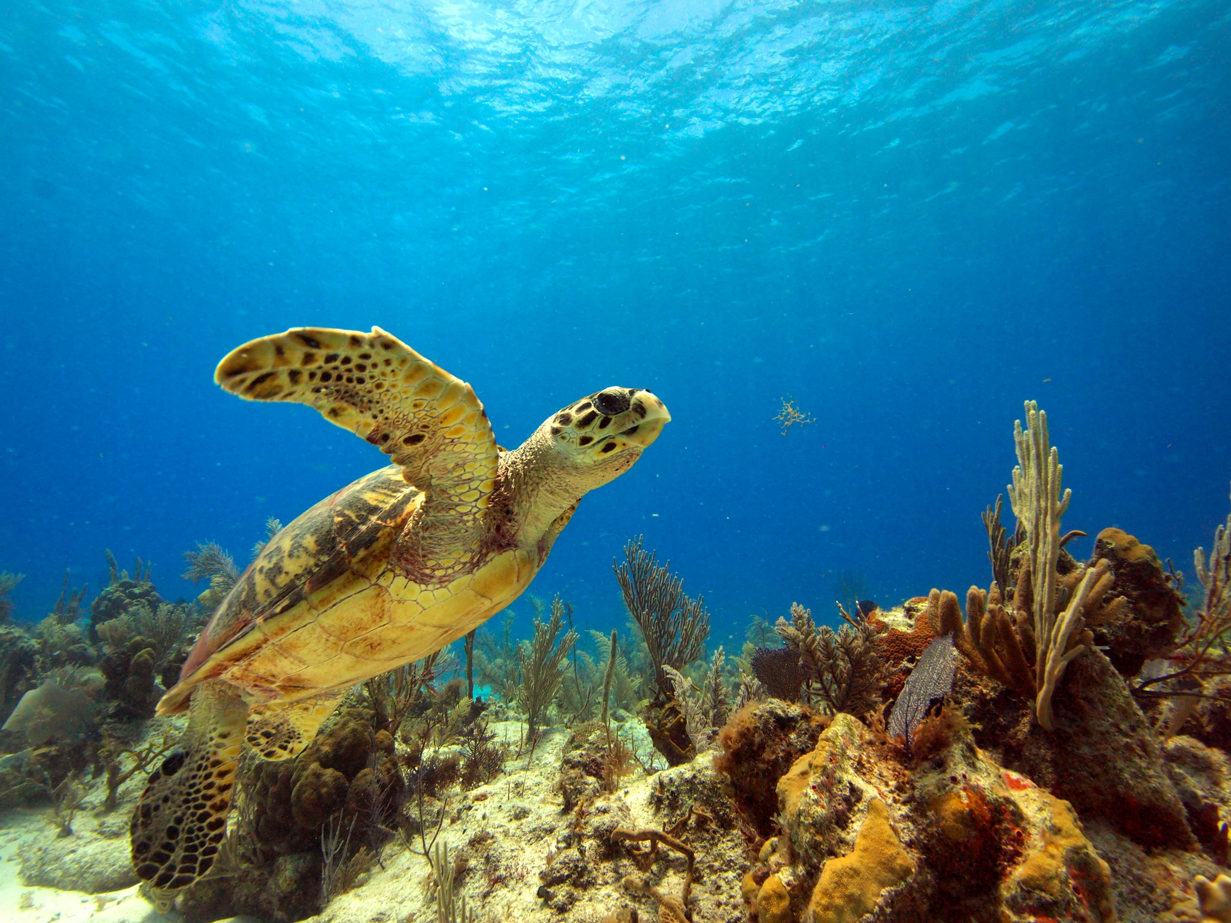 Wasserschildkröte&nbsp;&ndash;&nbsp;&copy;&nbsp;Christopher Bartlett - Fotolia