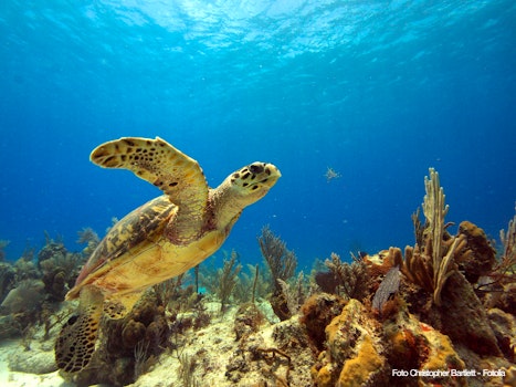 Wasserschildkröte – © Christopher Bartlett - Fotolia