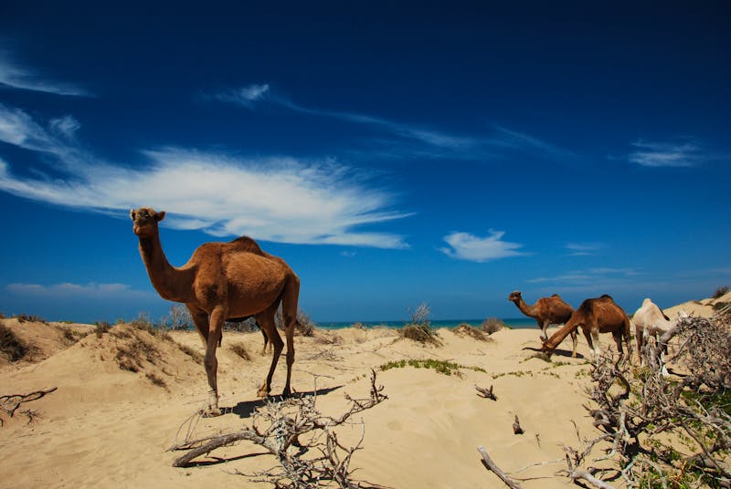 Camels - ©Ariane Citron - Fotolia