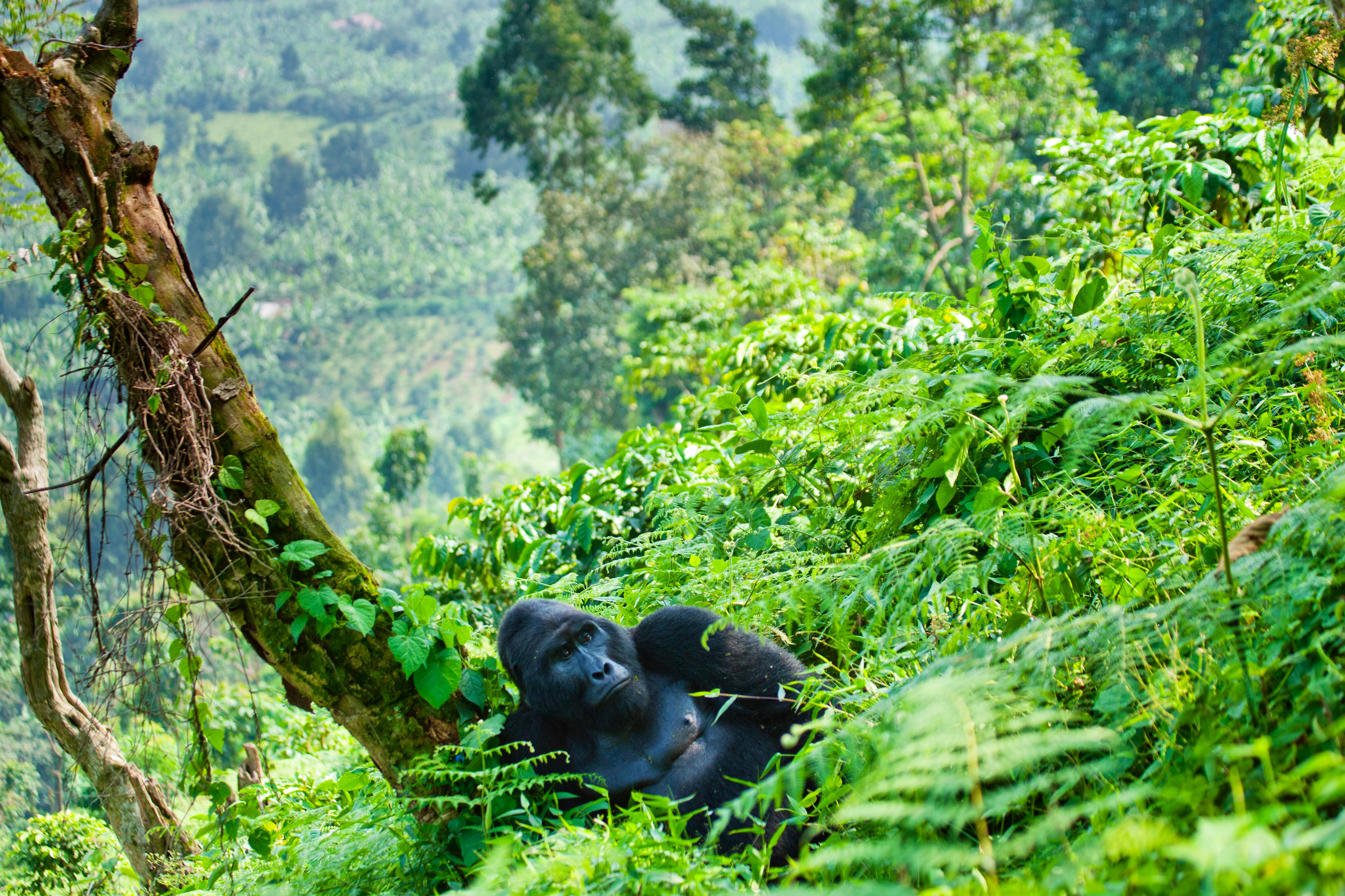 Dominant male mountain gorilla in the grass. Uganda. Bwindi Impenetrable Forest National Park. An excellent illustration. &copy; gudkovandrey - Fotolia