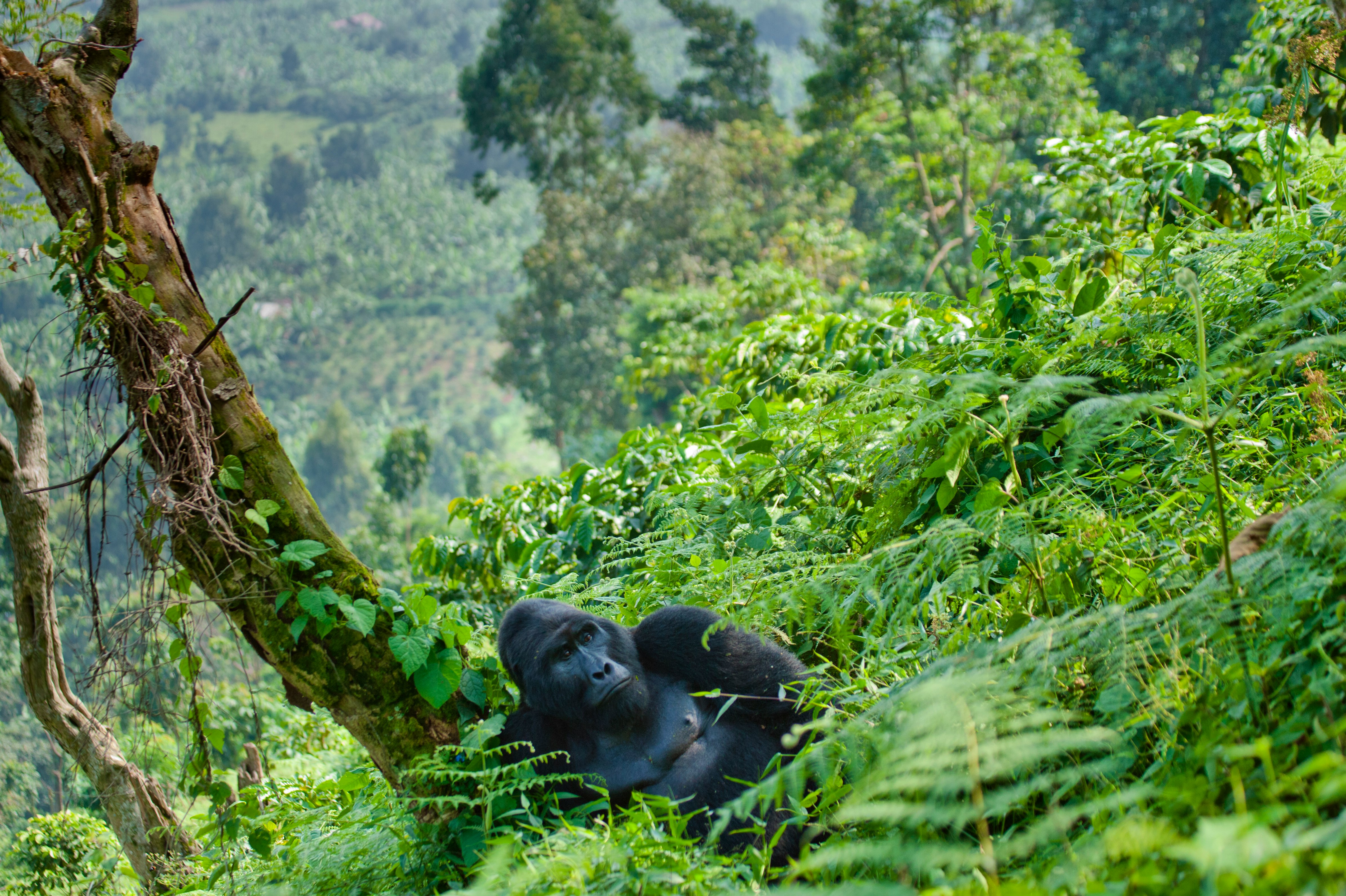 Dominant male mountain gorilla in the grass. Uganda. Bwindi Impenetrable Forest National Park. An excellent illustration. – © gudkovandrey - Fotolia
