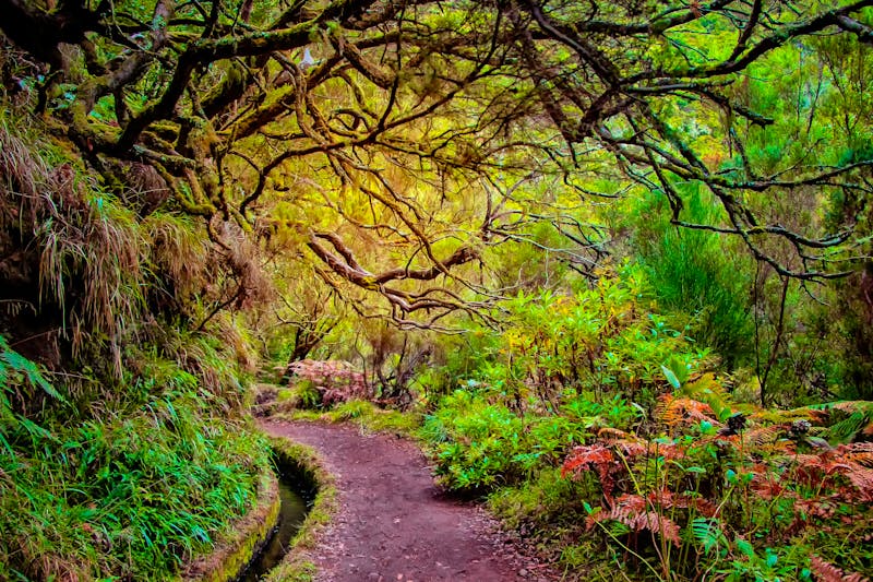 Laurel Wald auf Madeira - ©Jana - stock.adobe.com