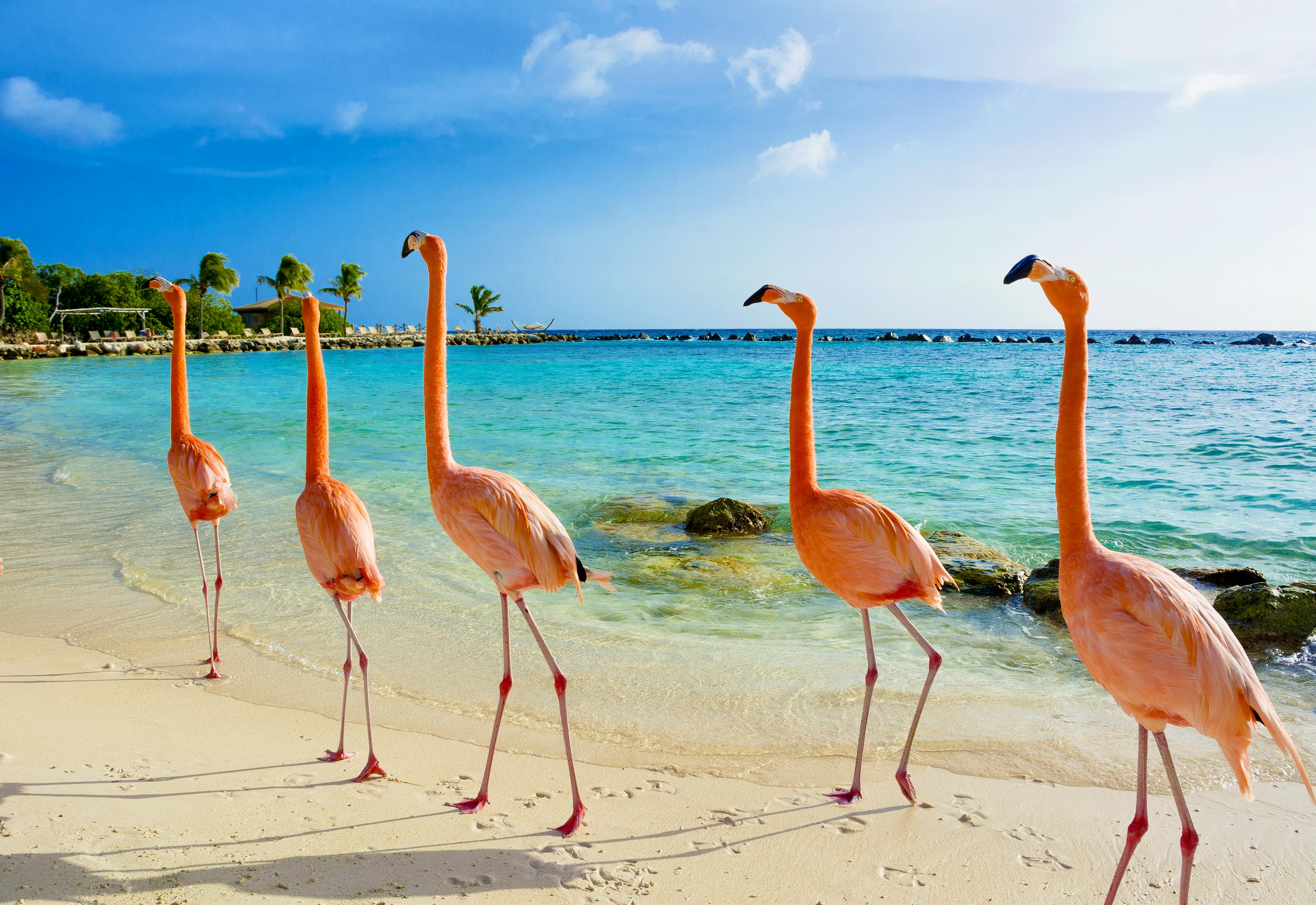 Flamingo on the beach, Aruba island&nbsp;&ndash;&nbsp;&copy;&nbsp;Natalia Barsukova - stock.adobe.
