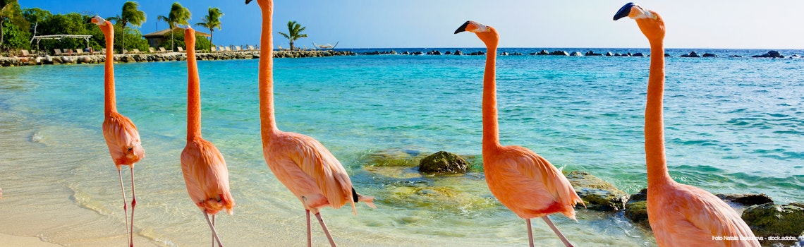 Flamingo on the beach, Aruba island – © Natalia Barsukova - stock.adobe.