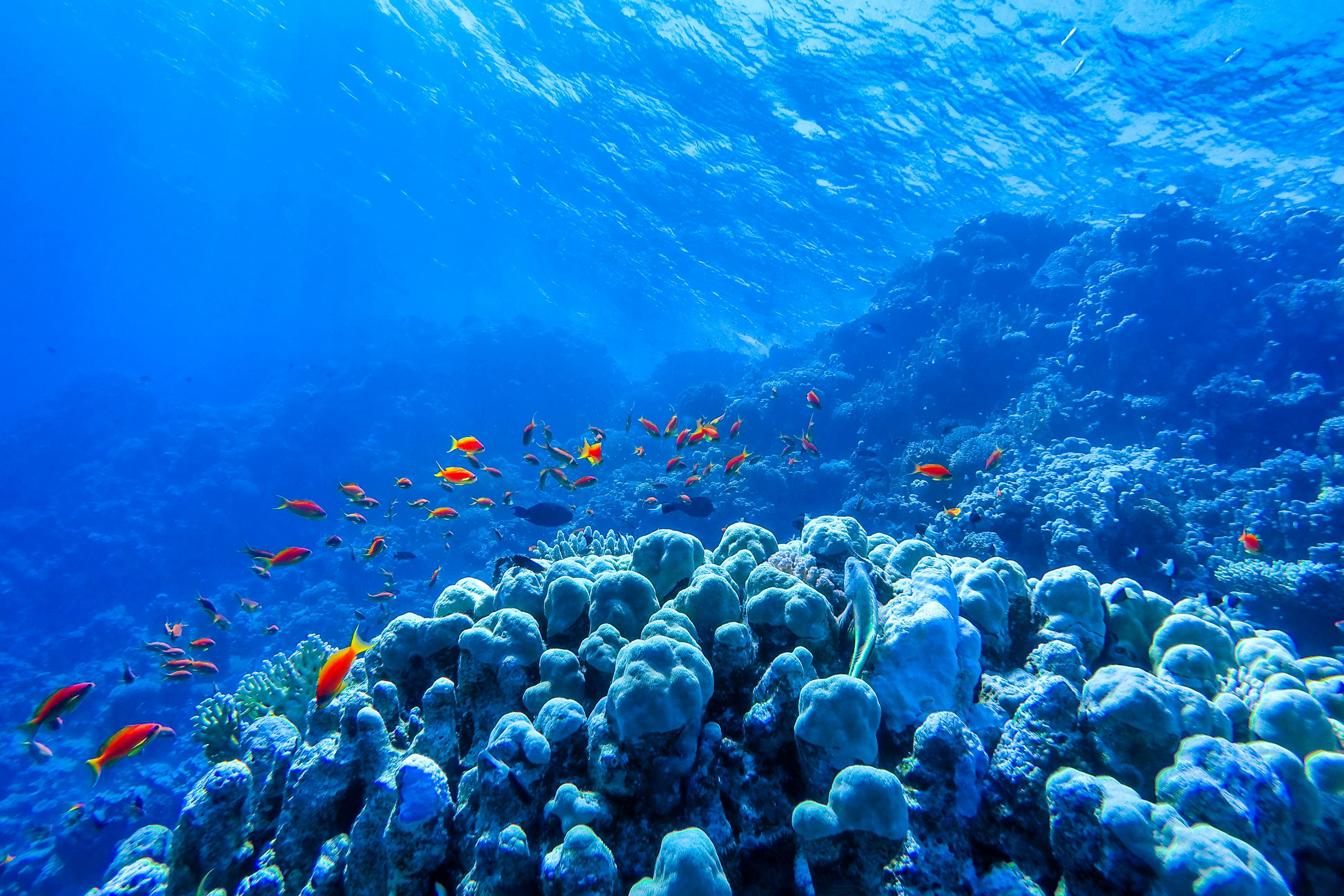 colorful coral reef and bright fish&nbsp;&ndash;&nbsp;&copy;&nbsp;ver0nicka - stock.adobe.com