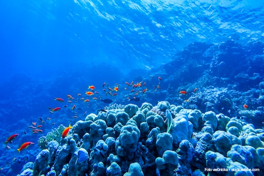 colorful coral reef and bright fish – © ver0nicka - stock.adobe.com
