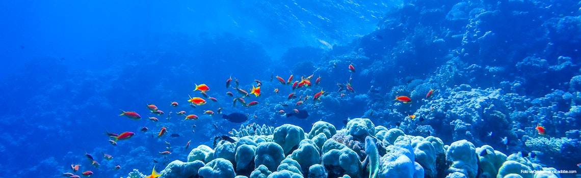 colorful coral reef and bright fish – © ver0nicka - stock.adobe.com