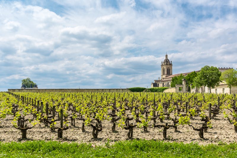 Vignoble à Margaux in Médoc - ©Eric Cowez - stock.adobe.com