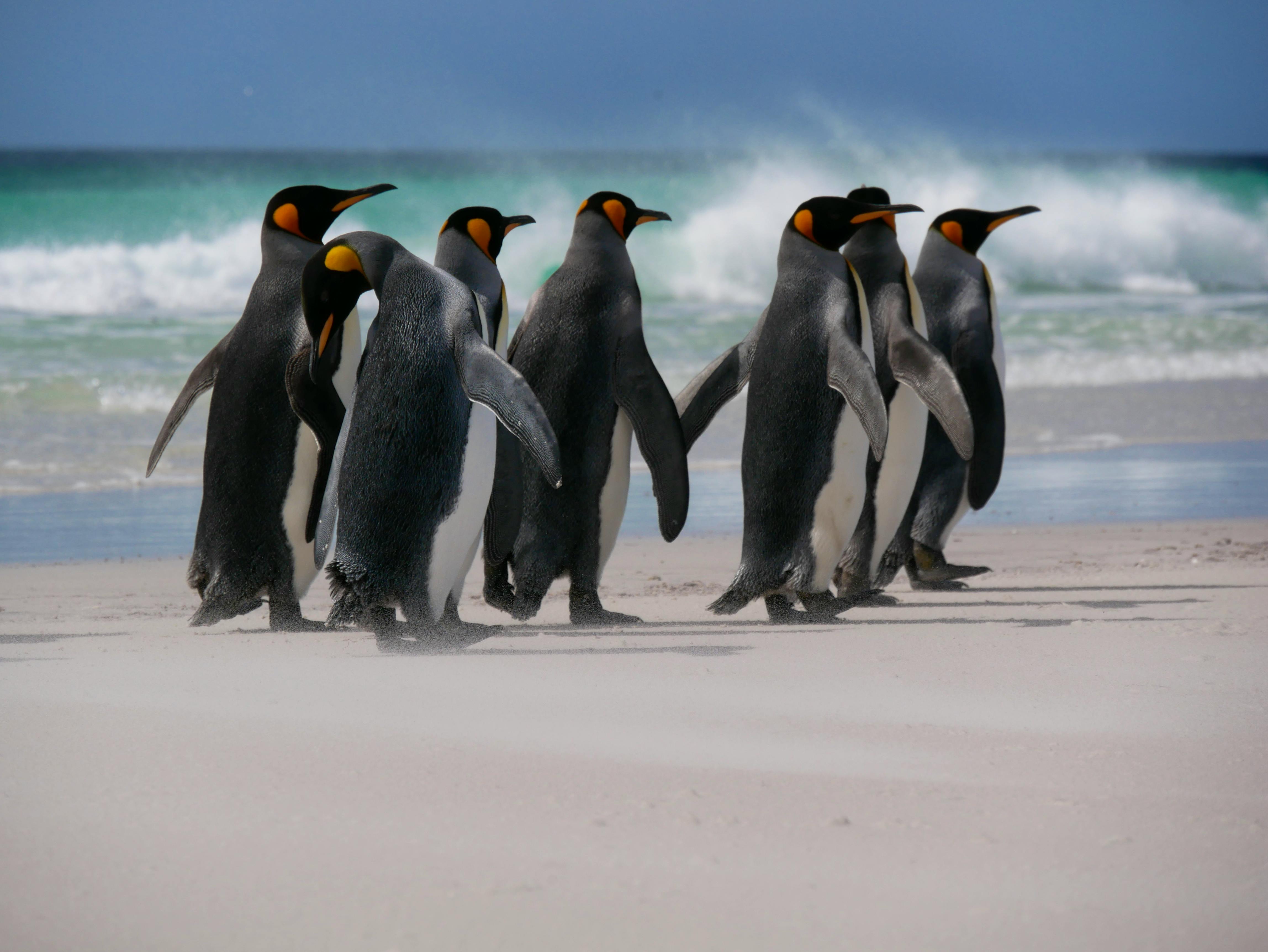 Pinguingruppe&nbsp;&ndash;&nbsp;&copy;&nbsp;Antonia - stock.adobe.com
