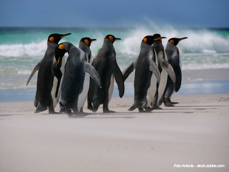 Pinguingruppe – © Antonia - stock.adobe.com