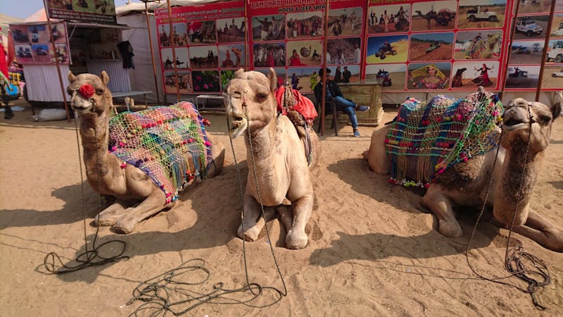 Pushkar in Rajasthan - Kamele - ©Stefan Jahnke (Eberhardt TRAVEL)