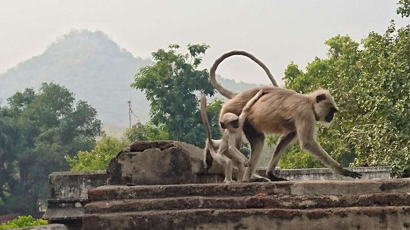 Affen in Ranakpur - ©Stefan Jahnke (Eberhardt TRAVEL)
