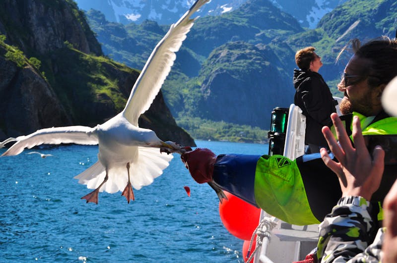 Seeadlersafari im Raftsund - Norwegen - ©Martin Büchner - Eberhardt TRAVEL