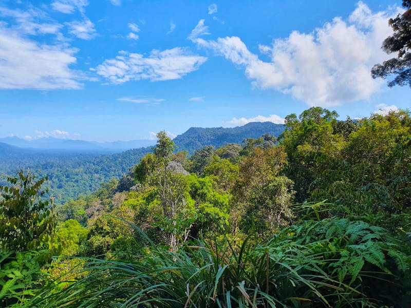 Taman Negara Nationalpark -  Teresek Hill, Blick auf Gunung Tahan - ©Anna Jeske (Eberhardt TRAVEL)