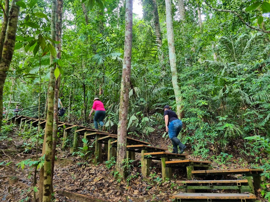 Taman Negara Nationalpark - Wanderung zum Baumwipfelpfad (Canopy Walkway) – © Katrin Deutschbein (Eberhardt TRAVEL)