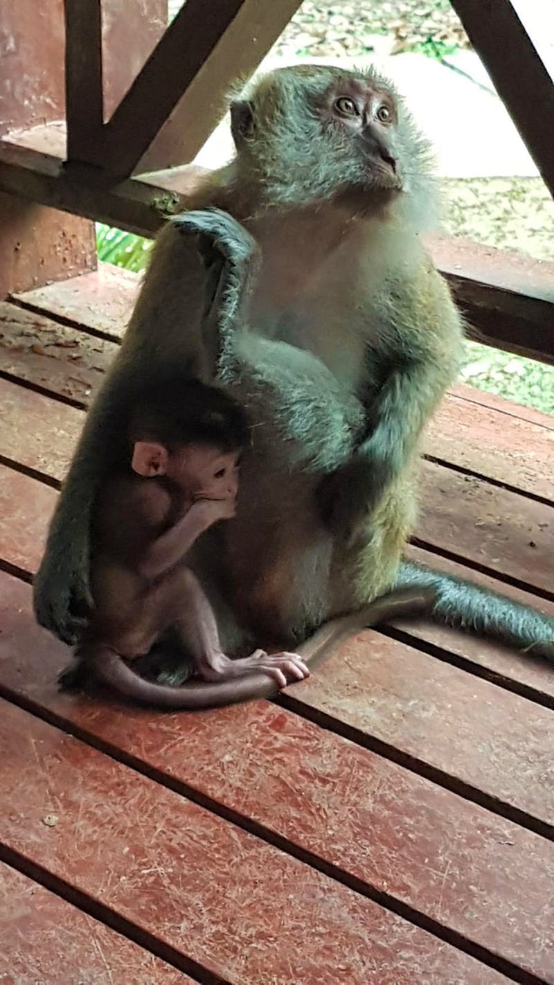 Taman Negara Nationalpark - Affen im Mutiara Taman Negara Resort - ©Ria Heilmann (Eberhardt TRAVEL)