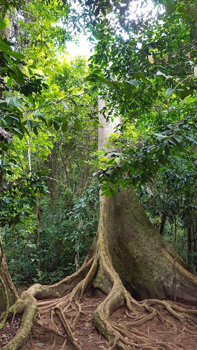 Taman Negara Nationalpark - Dschungel-Vegetation - ©Ria Heilmann (Eberhardt TRAVEL)