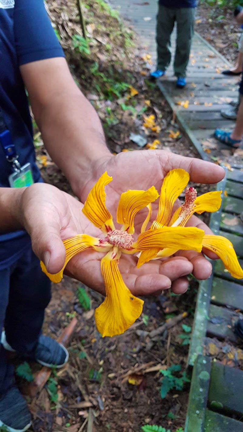 Taman Negara Nationalpark - farbenfrohe Blume, die nur einen Tag blüht  - ©Ria Heilmann (Eberhardt TRAVEL)