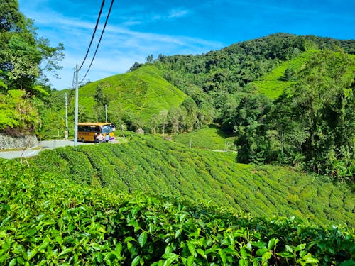 Cameron Highlands - BOH Teeplantage &ndash; &copy; Katrin Deutschbein (Eberhardt TRAVEL)
