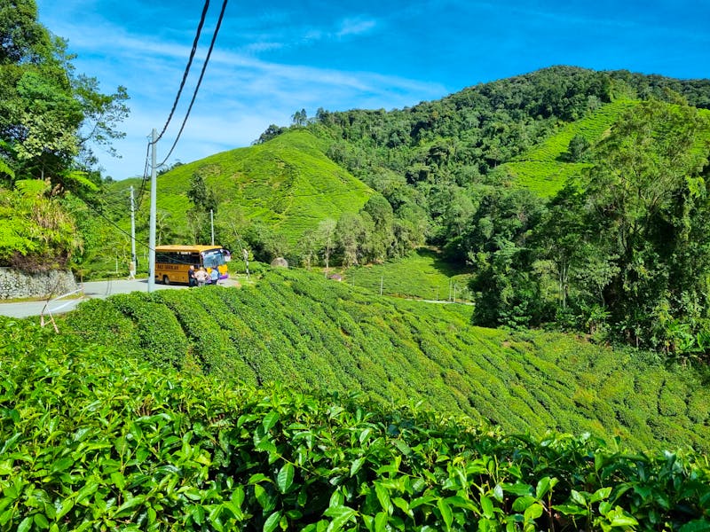 Cameron Highlands - BOH Teeplantage - ©Katrin Deutschbein (Eberhardt TRAVEL)