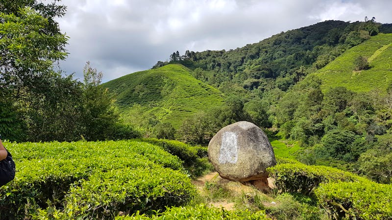 Cameron Highlands - BOH Teeplantage - ©Ria Heilmann (Eberhardt TRAVEL)