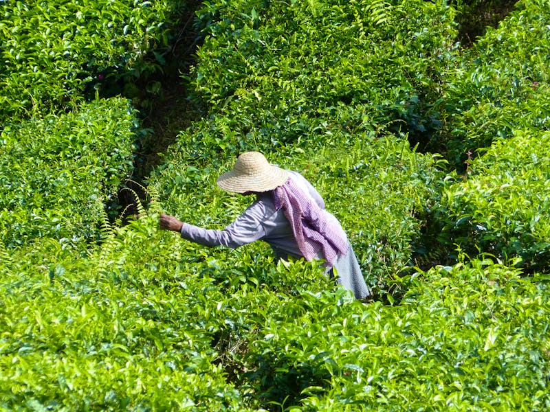 Cameron Highlands - Arbeiter auf einer Teeplantage - ©Maria Michel (Eberhardt TRAVEL)