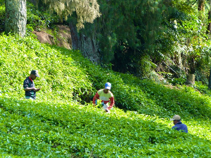 Cameron Highlands - Arbeiter auf einer Teeplantage - ©Maria Michel (Eberhardt TRAVEL)