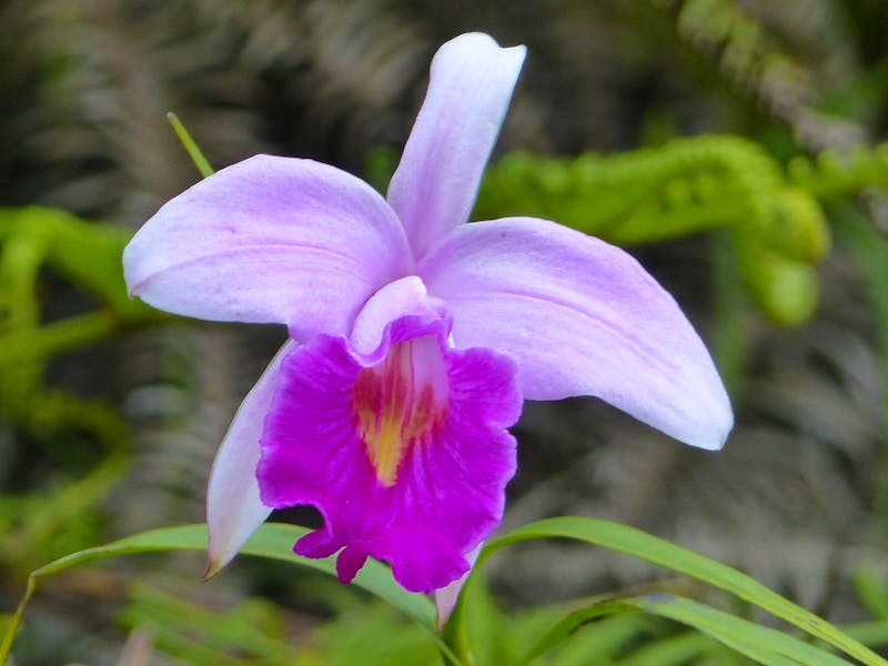 Cameron Highlands - Wilde Orchidee in Blüte - ©Maria Michel (Eberhardt TRAVEL)
