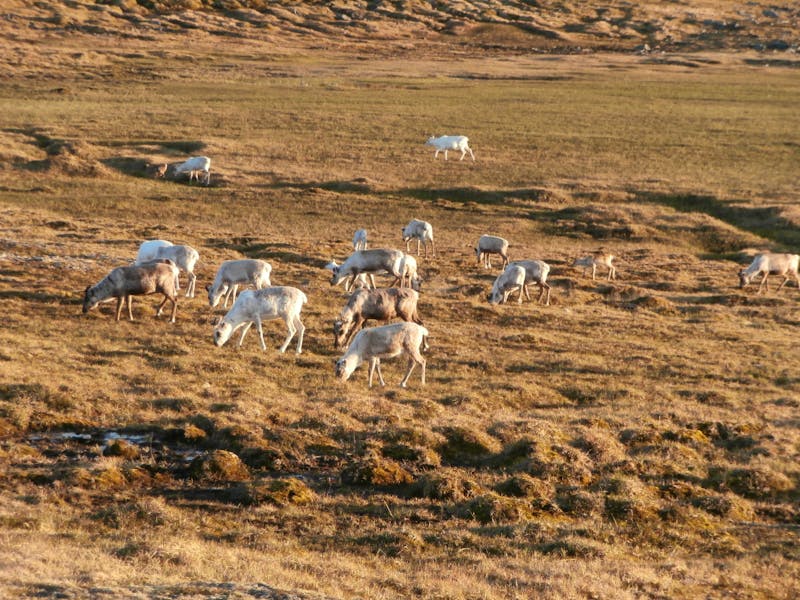 Rentiere in der Nähe des Nordkaps - ©Ingrid Langer - Eberhardt TRAVEL
