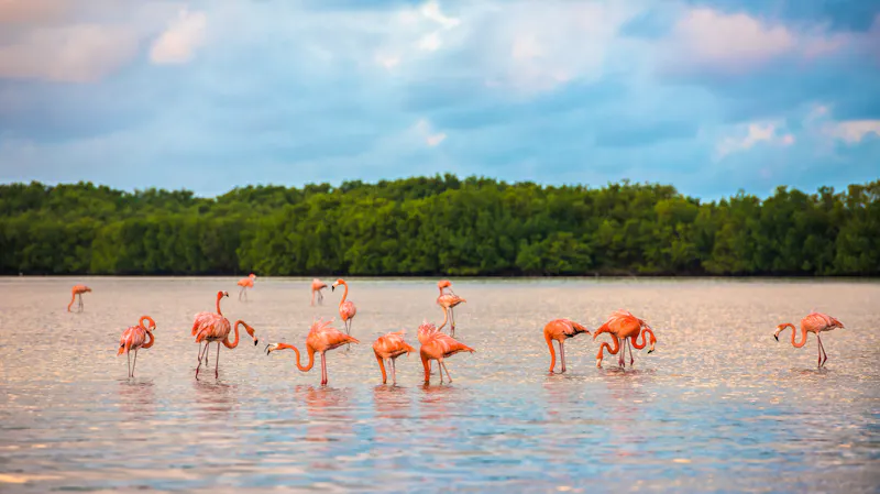 Flamingos am Rio Lagartos Biosphere Reserve, Mexiko - &copy;javarman - stock.adobe.com