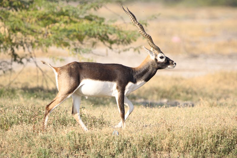 Safari in ein Bishnoi-Dorf in der indischen Thar-Wüste bei Khejarla - eine Hirschziegenantilope  - ©Jaideep - stock.adobe.com