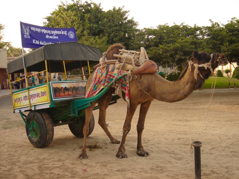 In der Kamelzuchtstation in Bikaner - ©Stefan Jahnke (Eberhardt TRAVEL)