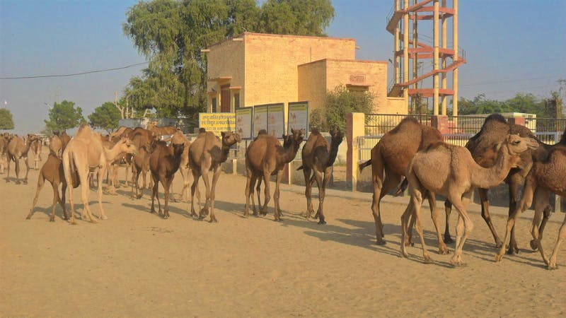 Kamelfarm in Bikaner - die Herde kehrt heim zur Tränke - ©Michael Krause (Eberhardt TRAVEL)