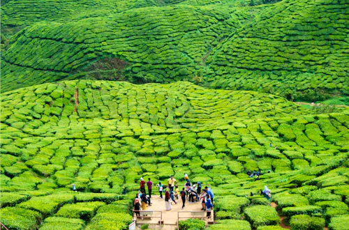Cameron Highlands in Malaysia - Blick auf die riesigen Teeplantagen &ndash; &copy; Ilona - stock.adobe.com