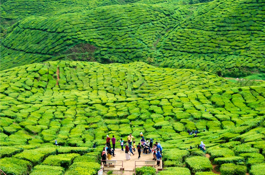 Cameron Highlands in Malaysia - Blick auf die riesigen Teeplantagen – © Ilona - stock.adobe.com